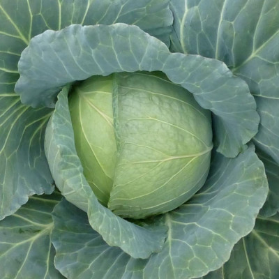 Хонка F1 — капуста б/г середньорання (Kitano Seeds)