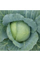 Хонка F1 — капуста б/г середньорання (Kitano Seeds)