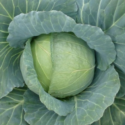 Хонка F1 — капуста б/г середньорання (Kitano Seeds)