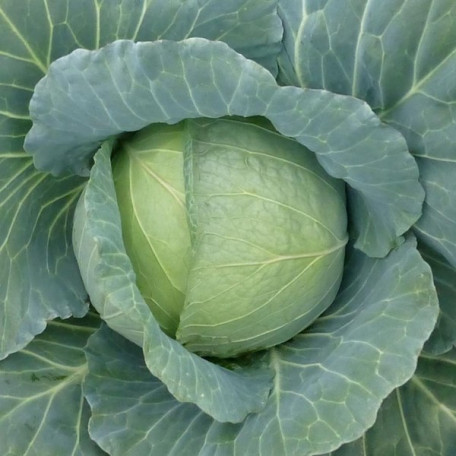 Хонка F1 — капуста б/г середньорання (Kitano Seeds)