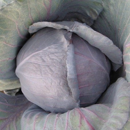 Кіото F1 — капуста ч/г середньостигла (Kitano Seeds)