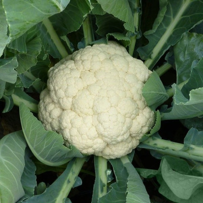 Ванза F1 — капуста цвітна рання (Kitano Seeds)