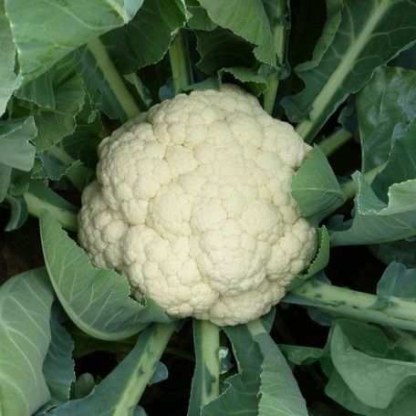 Ванза F1 — капуста цвітна рання (Kitano Seeds)