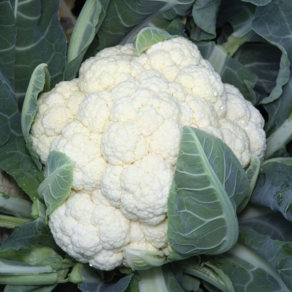 Ванза F1 — капуста цвітна рання (Kitano Seeds)