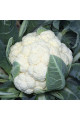 Ванза F1 — капуста цвітна рання (Kitano Seeds)