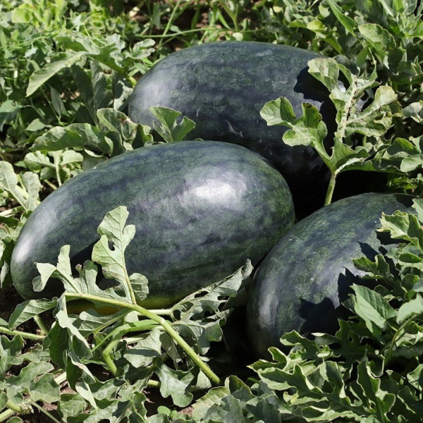 KS 250 F 1 — кавун типу Кримсон Світ ранньостиглий (Kitano Seeds)