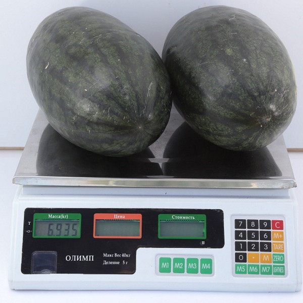 KS 250 F 1 — кавун типу Кримсон Світ ранньостиглий (Kitano Seeds)