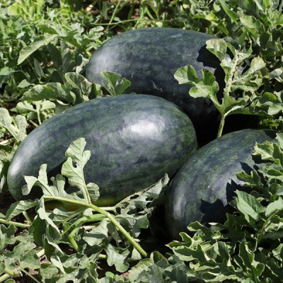 KS 250 F 1 — кавун типу Кримсон Світ ранньостиглий (Kitano Seeds)