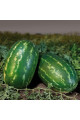 KS 632 F1 — кавун типу Кримсон Світ ранній (Kitano Seeds)