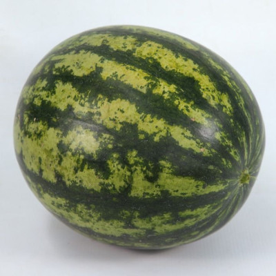 KS 633 F1 — кавун типу Кримсон Світ ранній (Kitano Seeds)