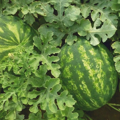 KS 635 F1 — кавун типу Кримсон Світ ранній (Kitano Seeds)