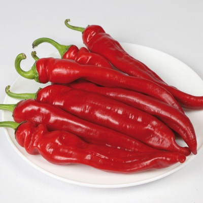 KS 6215 F1 — перець гострий типу Чилі ранній (Kitano Seeds)