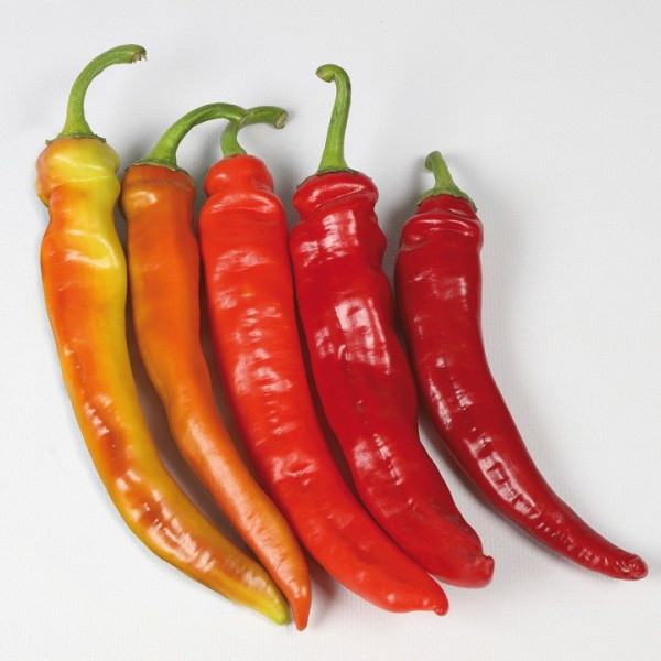 KS 6215 F1 — перець гострий типу Чилі ранній (Kitano Seeds)