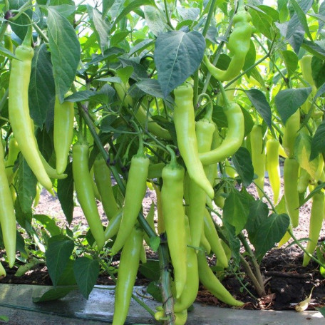 KS 65 F1 — перець гострий типу Чилі ранньостиглий (Kitano Seeds)