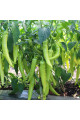 KS 65 F1 — перець гострий типу Чилі ранньостиглий (Kitano Seeds)