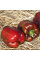 Катан F1 — перець солодкий типу Блочний середньостиглий (Kitano Seeds)
