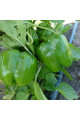 Катан F1 — перець солодкий типу Блочний середньостиглий (Kitano Seeds)