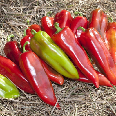 Шинако F1 — перець солодкий типу Каппі ранньостиглий (Kitano Seeds)
