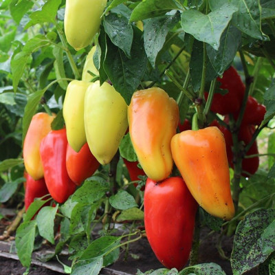 Яніка F1 — перець солодкий типу Венгерський ранньостиглий (Kitano Seeds)