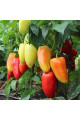 Яніка F1 — перець солодкий типу Венгерський ранньостиглий (Kitano Seeds)