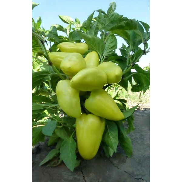 Яніка F1 — перець солодкий типу Венгерський ранньостиглий (Kitano Seeds)