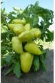 Яніка F1 — перець солодкий типу Венгерський ранньостиглий (Kitano Seeds)