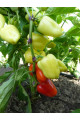 Яніка F1 — перець солодкий типу Венгерський ранньостиглий (Kitano Seeds)