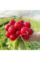 KS 1297 F1 — редис ранній 20–25 дн. (Kitano Seeds)