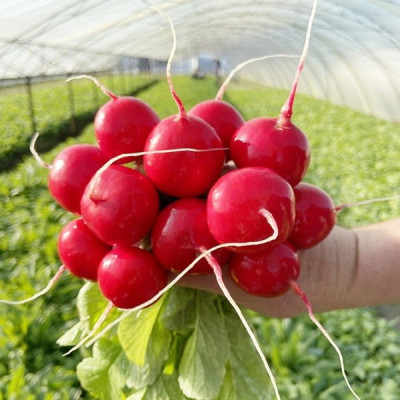 KS 1297 F1 — редис ранній 20–25 дн. (Kitano Seeds)