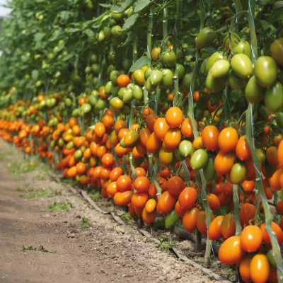 Бенігара F1 — томат сливка індетермінантний (Kitano Seeds)