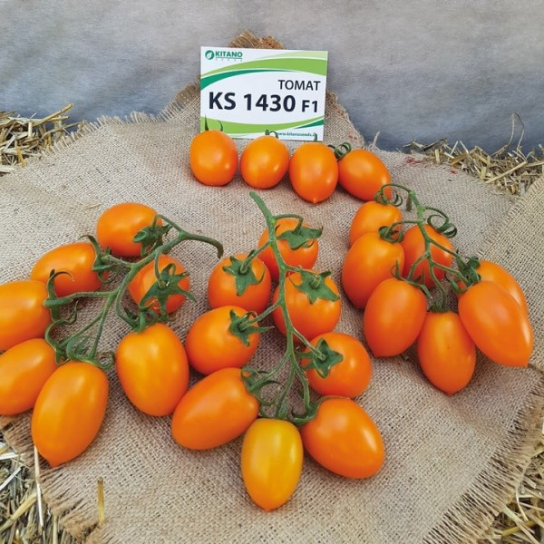 Бенігара F1 — томат сливка індетермінантний (Kitano Seeds)