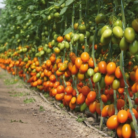 Бенігара F1 — томат сливка індетермінантний (Kitano Seeds)