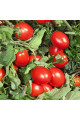 Деріка F1 — томат сливка детермінантний (Kitano Seeds)