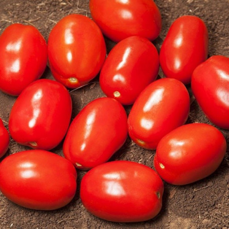 Деріка F1 — томат сливка детермінантний (Kitano Seeds)