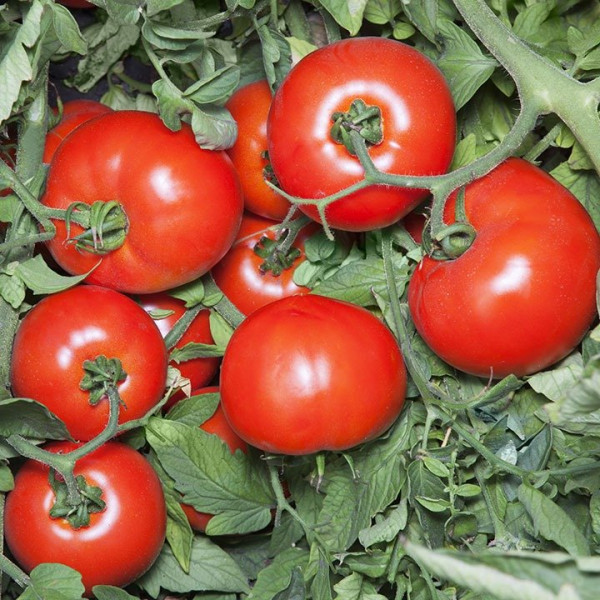 КС 835 F1 — томат детермінантний (Kitano)
