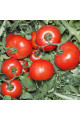 КС 835 F1 — томат детермінантний (Kitano)