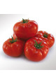 KS 206 F1 — томат індетермінантний (Kitano Seeds)