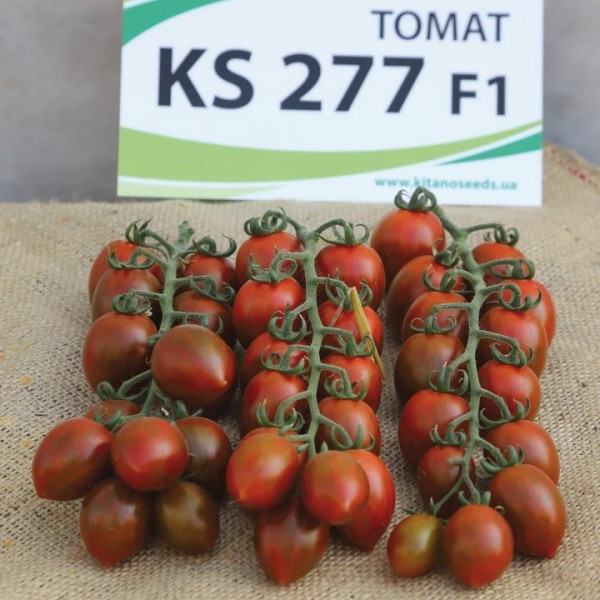 KS 277 F1 — томат сливка індетермінантний (Kitano Seeds)