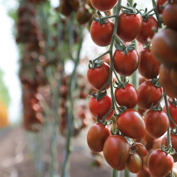 KS 277 F1 — томат сливка індетермінантний (Kitano Seeds)