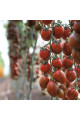 KS 277 F1 — томат сливка індетермінантний (Kitano Seeds)