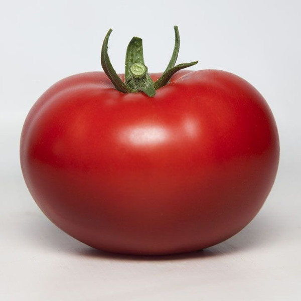 KS 301 F1 — томат індетермінантний (Kitano Seeds)