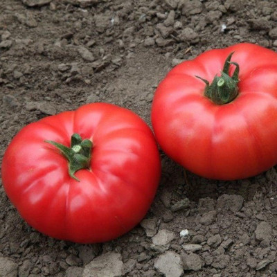 KS 3811 F1 — рожевий томат індетермінантний (Kitano Seeds)