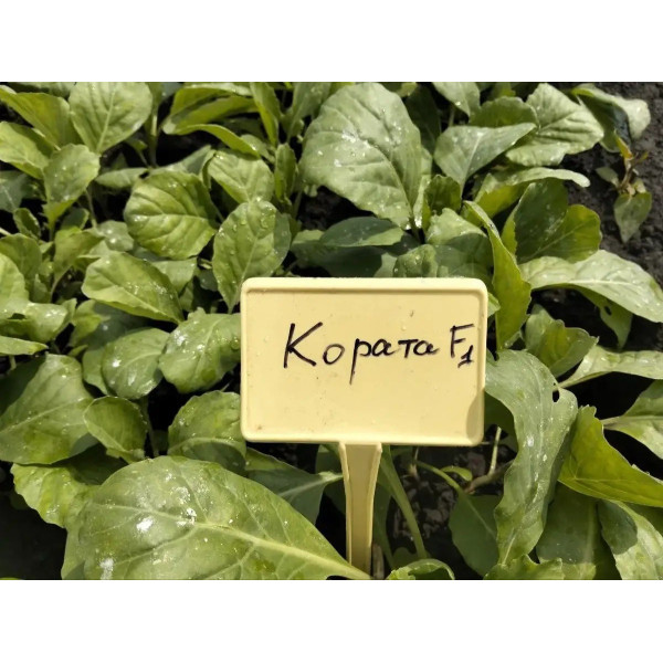 Кората F1 — капуста б/г рання (Leda)
