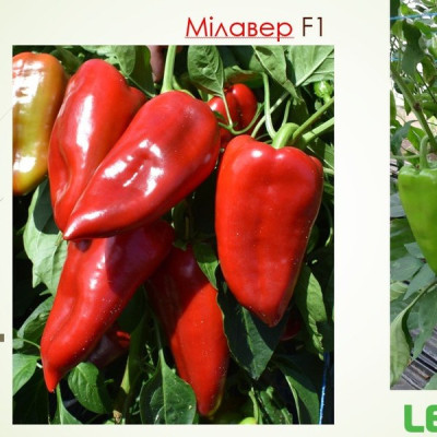 Мілавер F1 — перець солодкий типу Каппі ранньостиглий (Leda)
