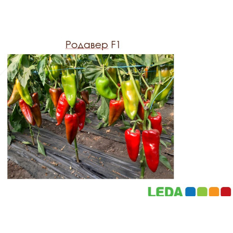 Родавер F1 — перець солодкий типу Каппі ранньостиглий (Leda)