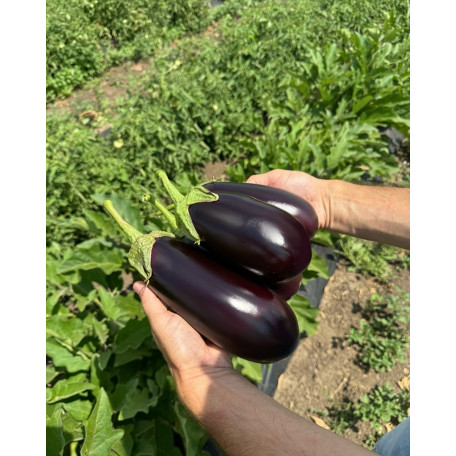 48-16 F1 — баклажан (Libra Seeds)