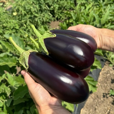 48-16 F1 — баклажан (Libra Seeds)