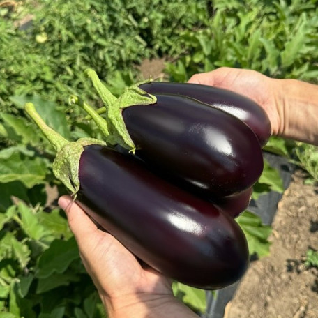 48-16 F1 — баклажан (Libra Seeds)