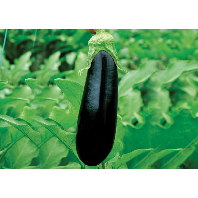 Ельдорадо F1 — баклажан (Libra Seeds)