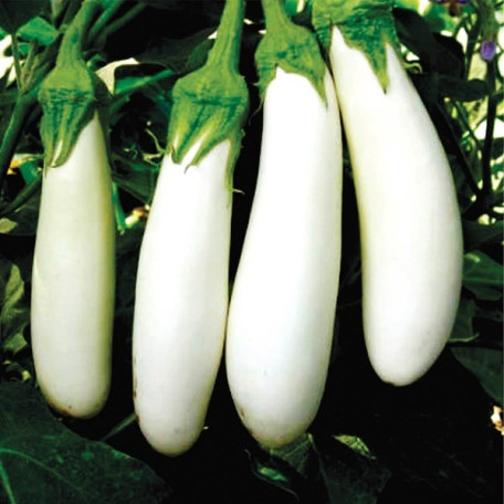 Мобі Дік F1 — баклажан (Libra Seeds)
